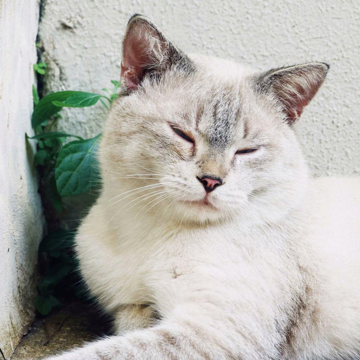 k2chats's tweet photo. Lazy Sundays in springtime are a great reset and easy to achieve. Take a nap, sketch, paint, watch the sunset, get creative with your time - we all need it once in a while.

#artclasses #artistlife #creativity #studiok2 #artexperiences #drawing #painting #sundayvibes #lazyday https://t.co/REzjMgMf9I