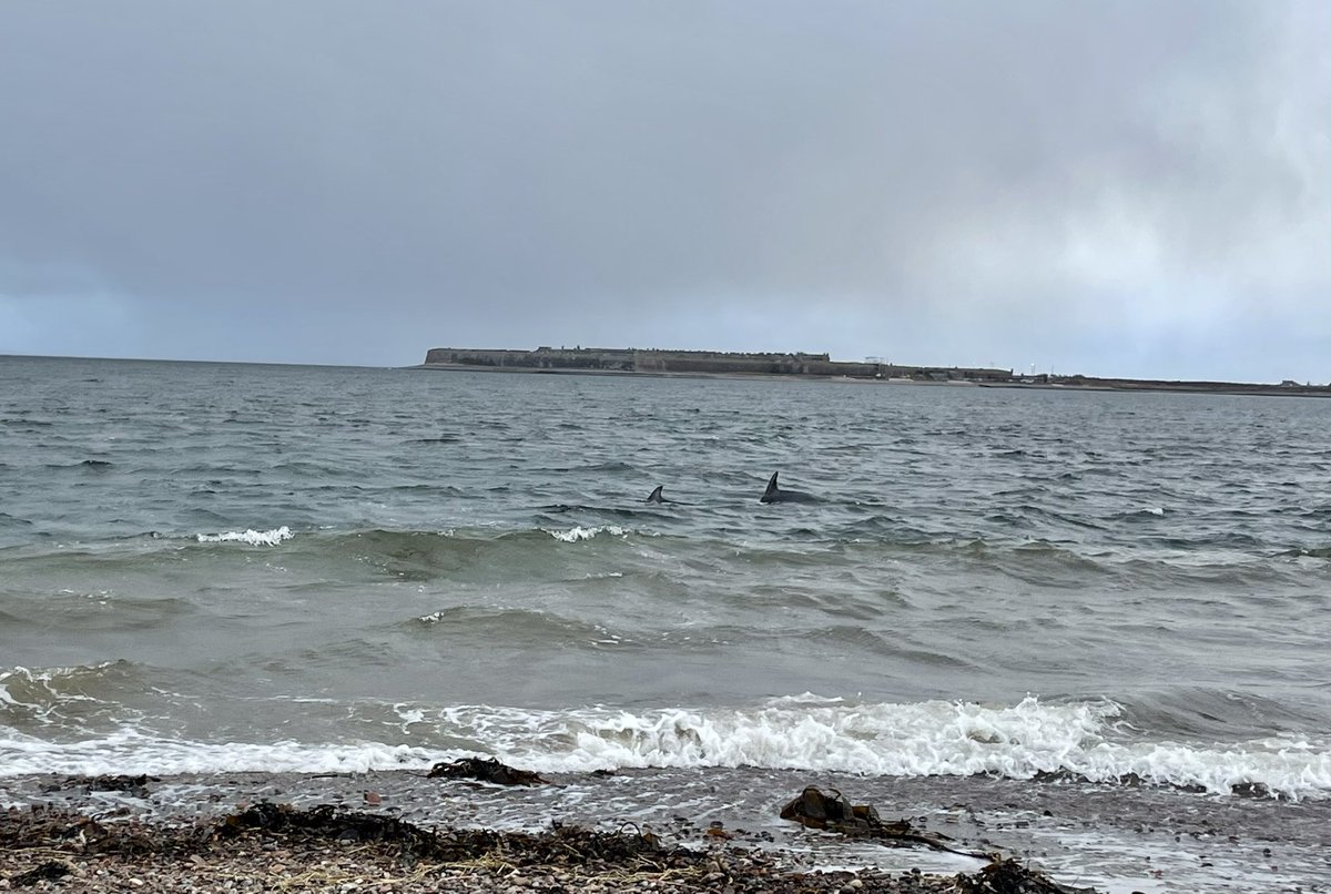 AmityAllen's tweet photo. What a fantastic 2 weeks with #exeterrewildingfc @ConBiodivMSc touring Scotland meeting inspiring people, discussing all things conservation management and seeing some spectacular wildlife sightings. Thank you @StuBearhop, @DaveHodgson00 and all the PHD students for organising 🙌 https://t.co/9CPxQmI8Oc