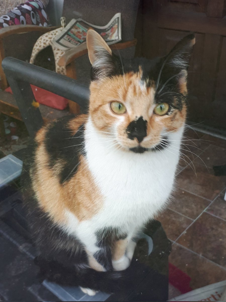 My Baby Mabel is growing and cuter by the day #Caturday