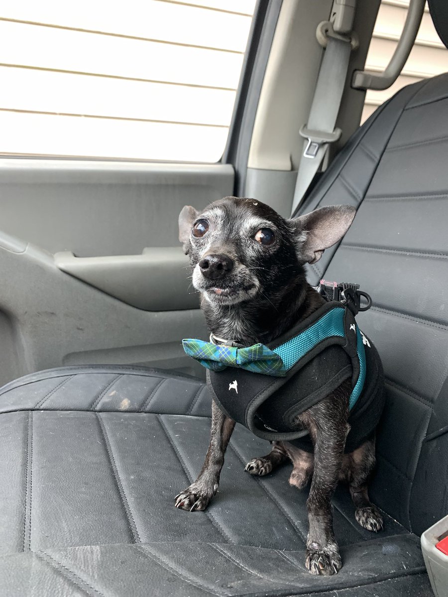 dcwingate's tweet photo. Dallas Trippin Sunday 🐾🐾👅
#LittleManD is back on the job. Going to the same place 🥔 went yesterday and he can already taste the treats!! 🐾🐾🤦♂️ #NoTeef
#GrayFaceMafia #DogsofTwittter #AdoptDontShop #SeniorRescue #WorkingDog https://t.co/67Pc0JzEmI