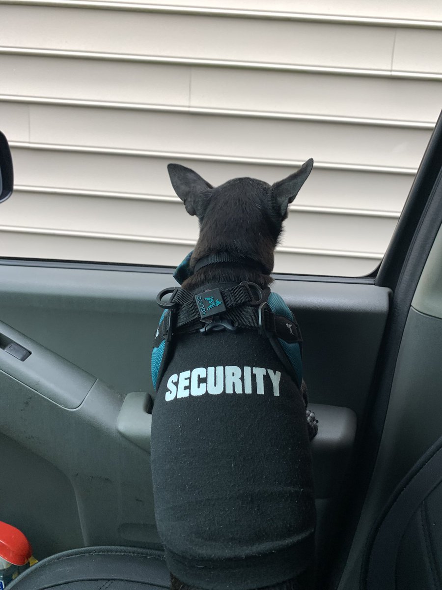 dcwingate's tweet photo. Dallas Trippin Sunday 🐾🐾👅
#LittleManD is back on the job. Going to the same place 🥔 went yesterday and he can already taste the treats!! 🐾🐾🤦♂️ #NoTeef
#GrayFaceMafia #DogsofTwittter #AdoptDontShop #SeniorRescue #WorkingDog https://t.co/67Pc0JzEmI