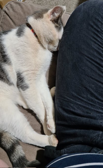 A sleepy little guy https://t.co/JwQmvJz0kQ