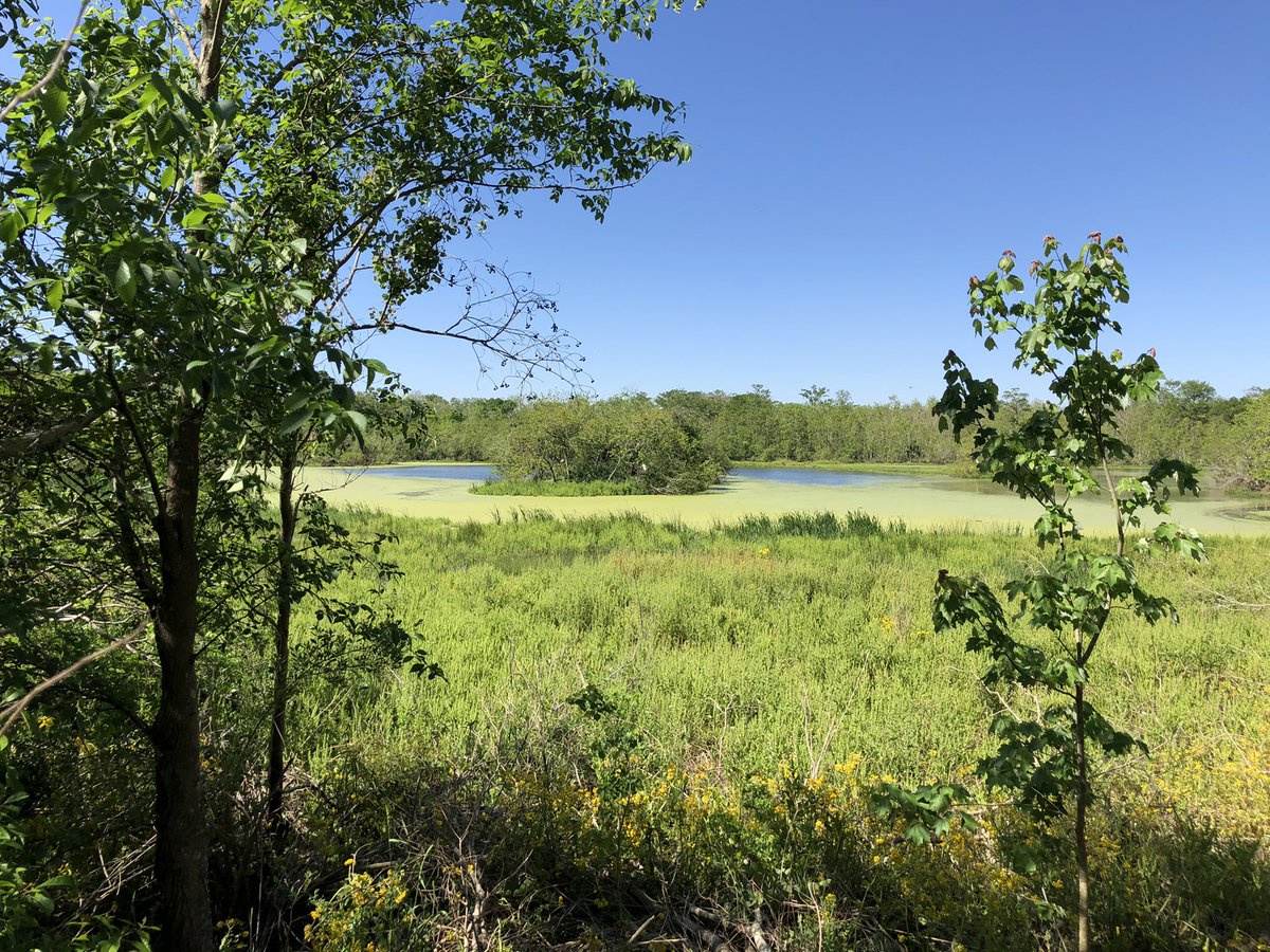 LimitlessVistas's tweet photo. Thank you @USFWS #SELARefuges @SecDebHaaland @RepTroyCarter @otforus Mr Cummings &amp; Dr Bob for recognizing our role in connecting New  Orleans youth to nature! We can’t wait to help Bayou Sauvage Urban National Wildlife Refuge shine! https://t.co/cK8MKZVEWZ