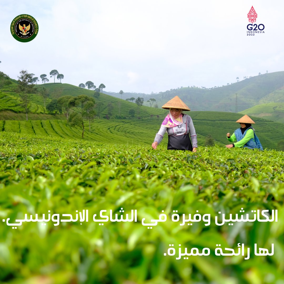 IndonesiaInRYD's tweet photo. الشاي الإندونيسي... يحتوي على نسبة عالية من مادة الكاتيكين ورائحة مميزة

الكاتشين وفيرة في الشاي الإندونيسي
 لها رائحة مميزة

#inidiplomasi
#indonesiantea
#indonesianexport 
#produkindonesiaasli 
#teh https://t.co/0wn61Pcyny