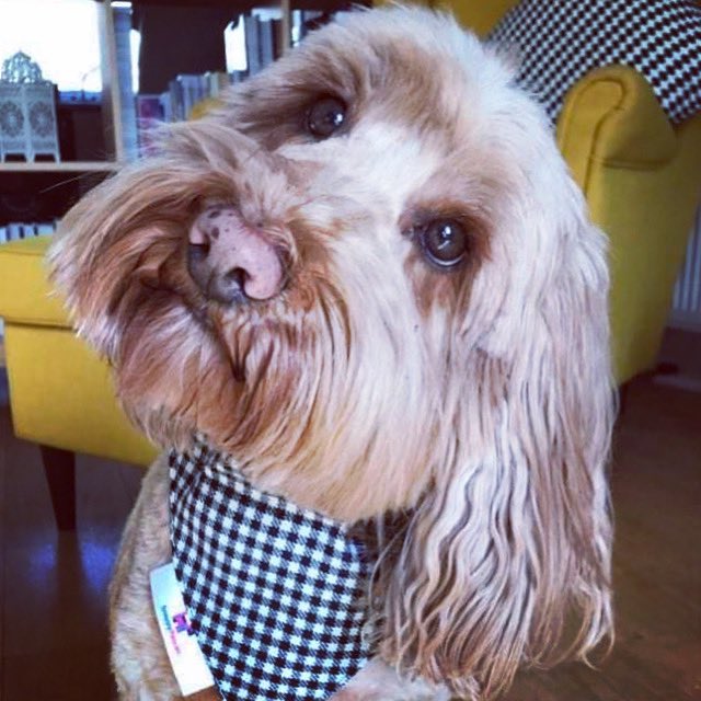 snappyrascals's tweet photo. Hamish loves his new Northumbrian tartan bandana from our exclusive Northumbrian Collection. #cockapoo #dog #dogcollar #dogsofnewcastle #dogwear #geordiedogs #newcastle #newcastledogs #newcastleunited #northumberland #nufc #tartan https://t.co/Lj3hq6arnN