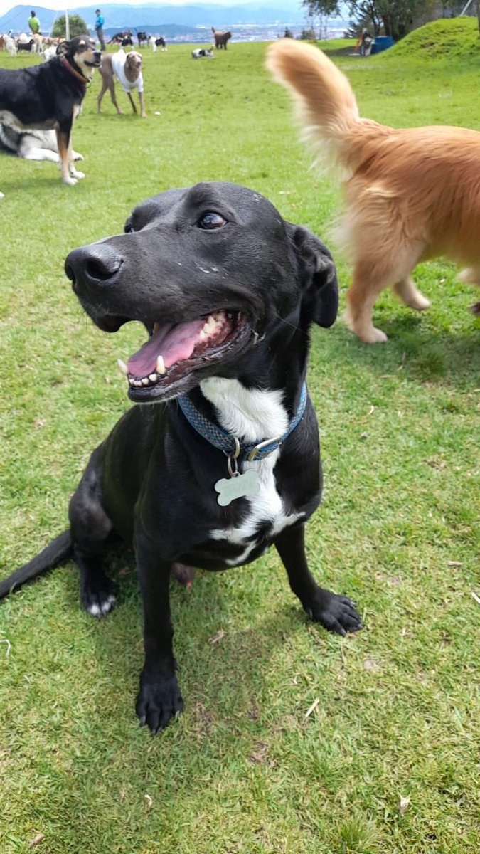 Danilo G. R. tweet media