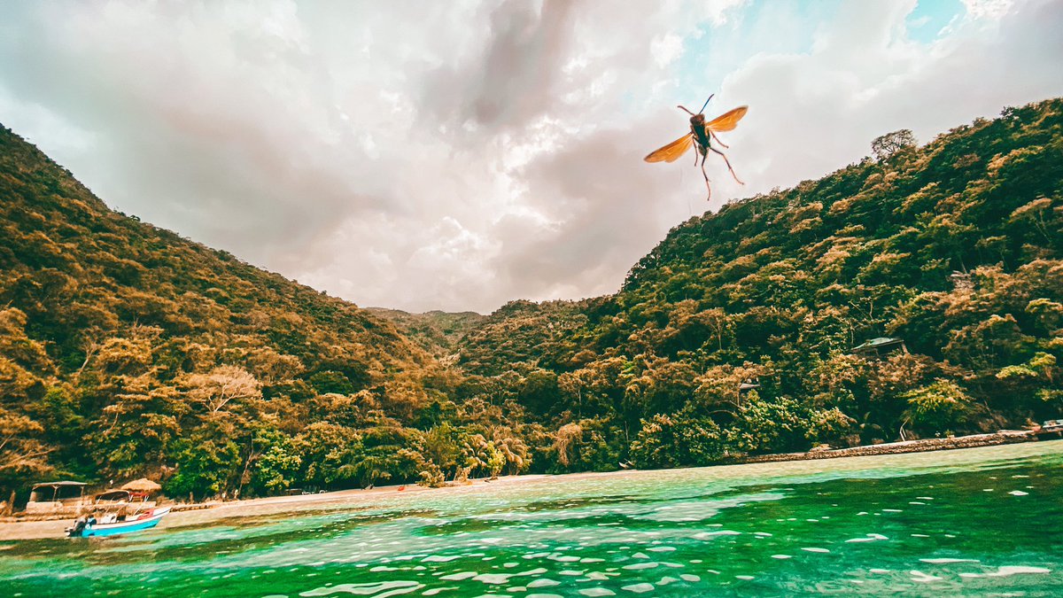 petitdesordre's tweet photo. I was trynna take a picture of the beach and this big ass wasp wanted to be in it 😅posed and everything 🤣 fucking crazyyy https://t.co/eX5tpBmMrO