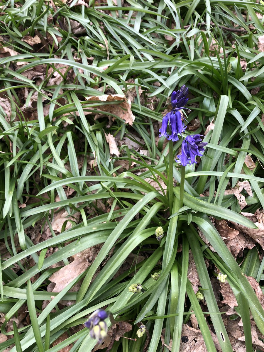 Ali Longden tweet media