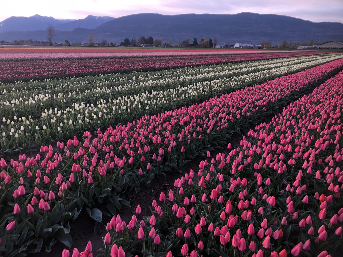fepauls's tweet photo. Sunrise at the chilliwack tulip farm opening day for the festival is Monday April 11 get your tickets on line and come on down https://t.co/NNZd3R44xl