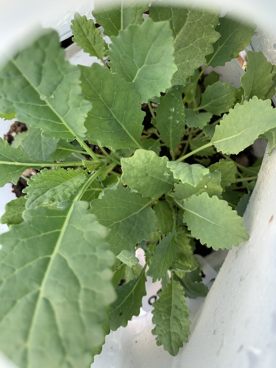 SonalSingh_NC's tweet photo. @PeteDominick #WinterSow #Zone7B in NC
Wintersown Italian Kale (Nero De Toscana), Tomatoes (San Marzano), Cucumbers (Armenian) and Flowers including Cosmos, Lupine, Black Eyed Susans
You can start seedlings outside in December, using translucent gallon jugs as greenhouses. No growlights ! https://t.co/rqFqjeIBUr