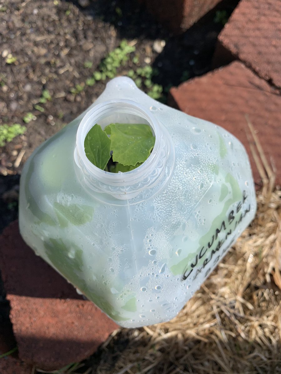 SonalSingh_NC's tweet photo. @PeteDominick #WinterSow #Zone7B in NC
Wintersown Italian Kale (Nero De Toscana), Tomatoes (San Marzano), Cucumbers (Armenian) and Flowers including Cosmos, Lupine, Black Eyed Susans
You can start seedlings outside in December, using translucent gallon jugs as greenhouses. No growlights ! https://t.co/rqFqjeIBUr