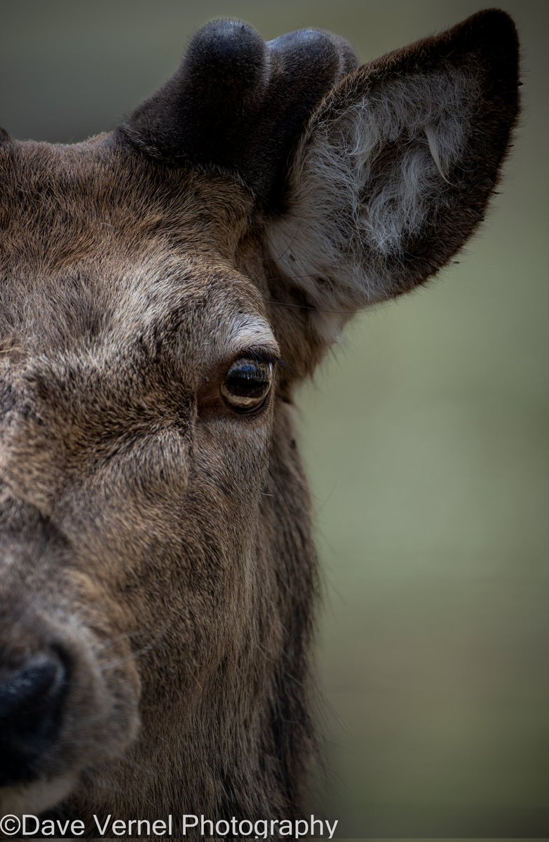 DVERNELPHOTO's tweet photo. Taken at @WildwoodTrust 
Follow me on insta: Davevernelphotography #Deer #reddeer #wildlife #NaturePhotography https://t.co/3CGaSrz9u3