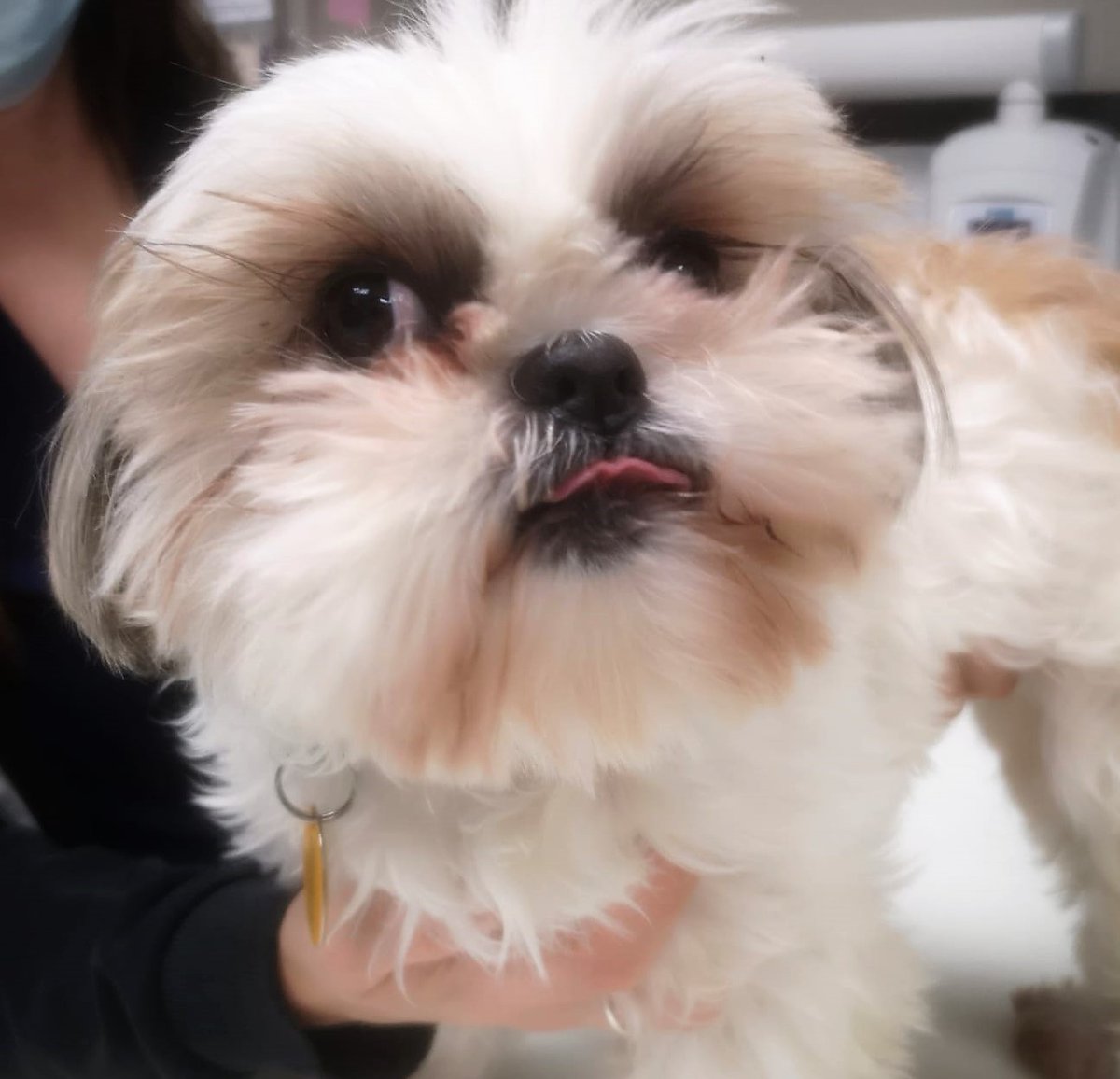 DrEllenKinzl's tweet photo. Beautiful: Bella, the shih tzu, is perfectly named!
.
.
#beautifuldog #floofy #posingonfleek #torontodog #shihtzus #veterinarian #libertyvillage https://t.co/QYFS6EmG0m