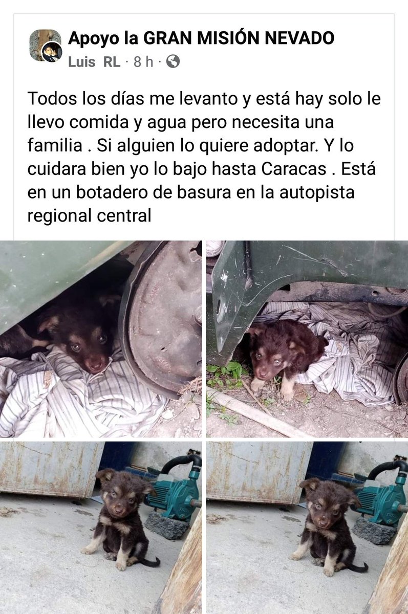 azlinjdgaby's tweet photo. 🚨 ATENCIÓN 🚨 este bebé está en un botadero de basura en la #Autopista 😱 #RegionalCentral quien cerca que pueda rescatarlo para encontrarle un hogar . 🚨 URGENTE 🚨 Corre peligro! @manosdlsangeles @asoc_vpla @CanalAnimal @PerroUsuario @MariaConchita_A @Zapata_zos @anitavidalp https://t.co/sVEih5LVDx