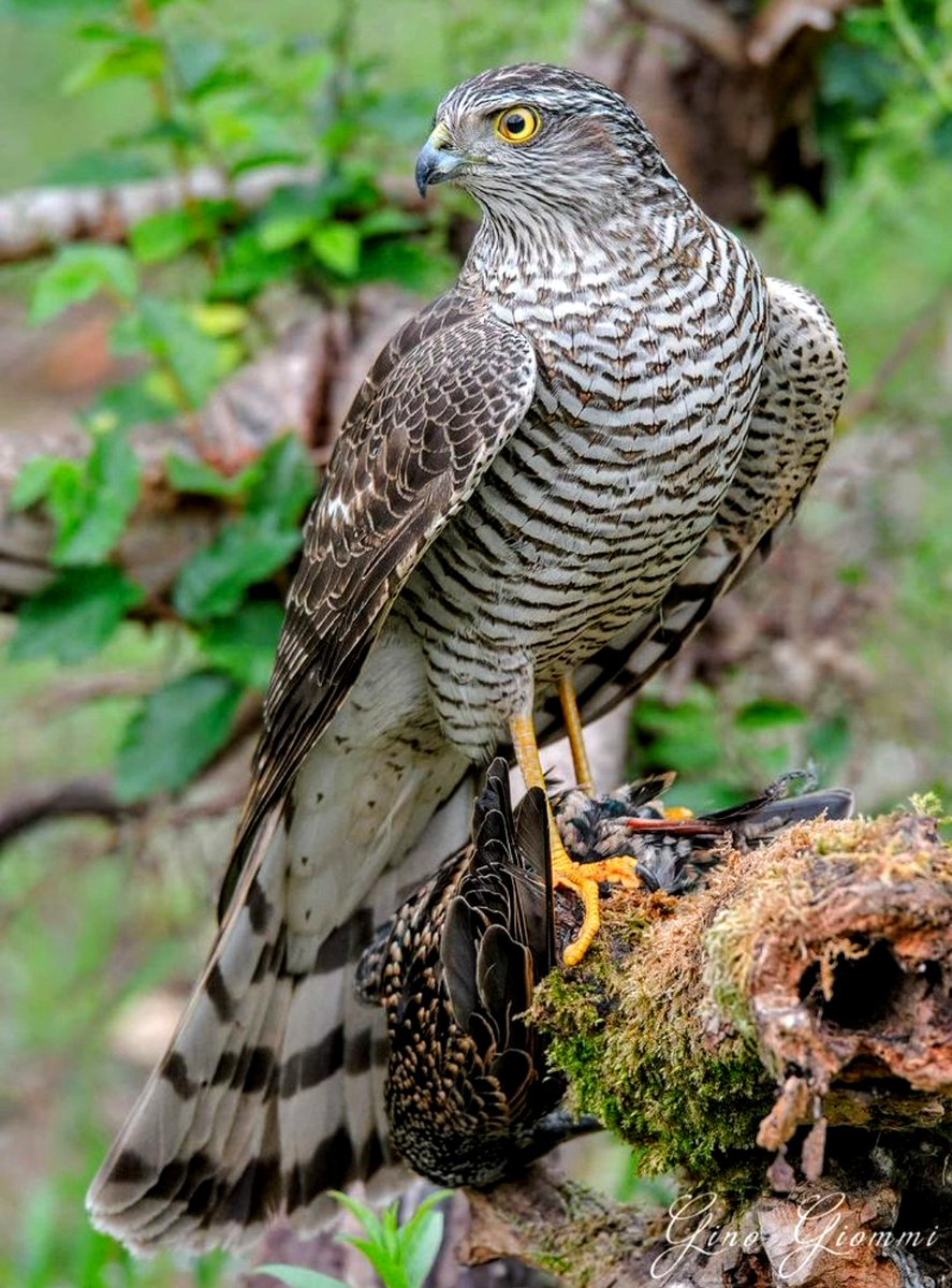jrngbcn's tweet photo. Gavilan(Accipiter nisus) atrapa a un estornino( Sturnus vulgaris).
Pero hoy quiero hablaros de otra cosa, del mimetismo, uno de los cuales se llama batesiano, y consiste en la imitación de otra especie, normalmente peligrosa..
📷 Gino Giommi.  ...⬇️ https://t.co/Ahw308q7ZU