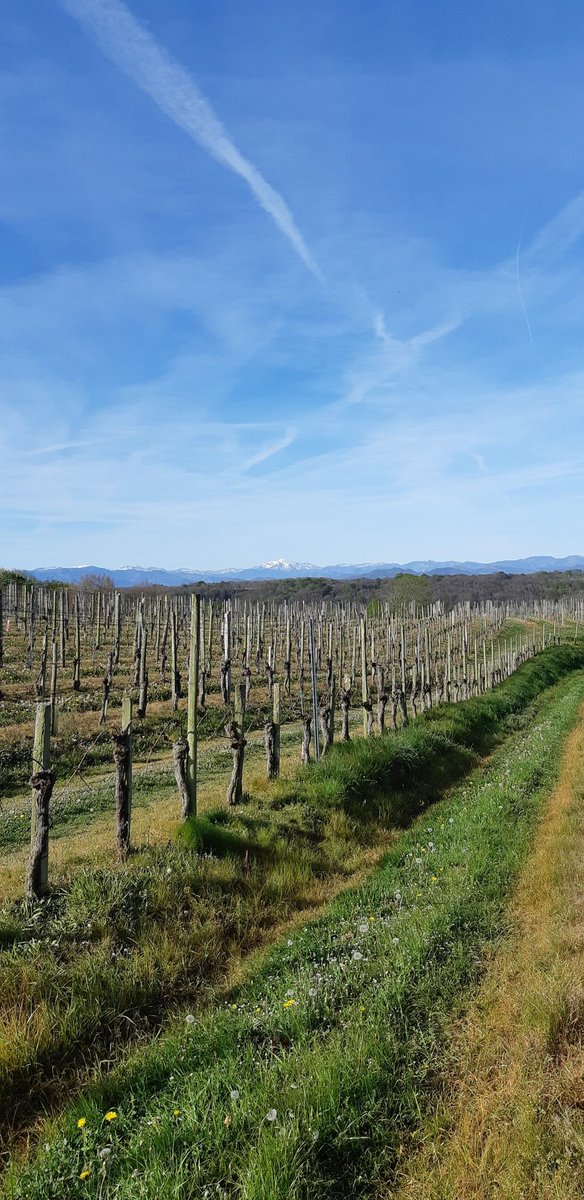 GitesdeBernet's tweet photo. Un très beau matin pour une rando dégustatives entre amis.

#caminadadesvignes
#monein #balade #coeurdebearn  #bearn #Jurançon #vins #degustationdevin #PyreneesAtlantiques #montages #beaupaysage #winetasting https://t.co/SZ0ovnXjAX