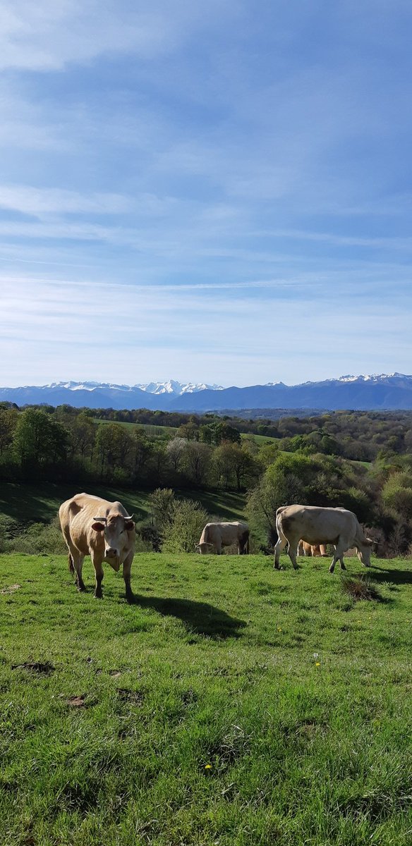 GitesdeBernet's tweet photo. Un très beau matin pour une rando dégustatives entre amis.

#caminadadesvignes
#monein #balade #coeurdebearn  #bearn #Jurançon #vins #degustationdevin #PyreneesAtlantiques #montages #beaupaysage #winetasting https://t.co/SZ0ovnXjAX