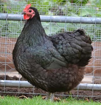 anythingbott's tweet photo. BREAKING: a Big Fat Black Cock is currently missing! https://t.co/CzMjNdvNjN