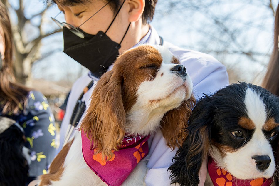 VaMdVetMed's tweet photo. It’s National Hug your Dog Day! 🙌🎊
Every dog enjoys a hug more when they are feeling physically and mentally at their best. Rehabilitation can help towards that goal!
Support VA-MD Vet Med Rehab 
👉 https://t.co/vpPHpjcCA2 https://t.co/wqz6UiSmtS