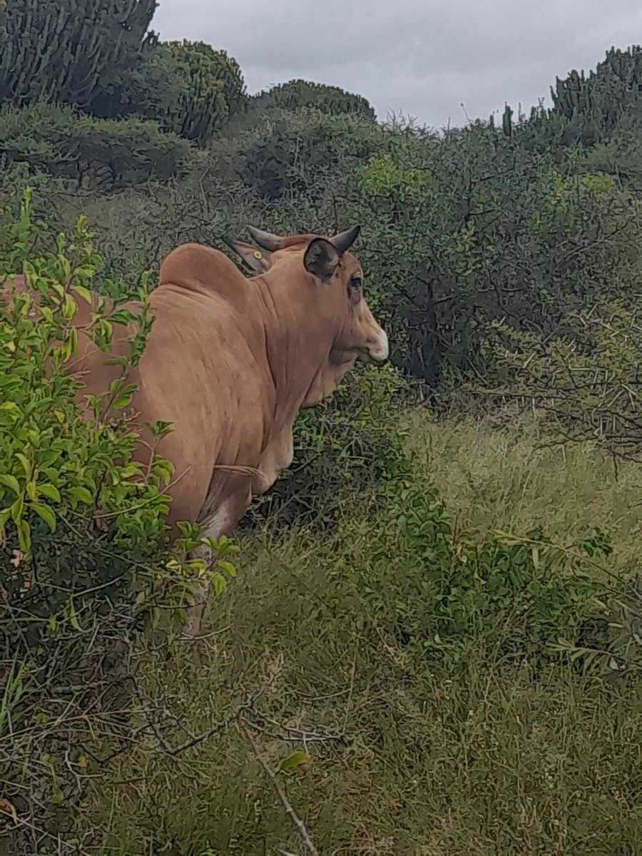 Boran walking in the bosveld.  No supplements only veld grass feed👌🏽💪🏾