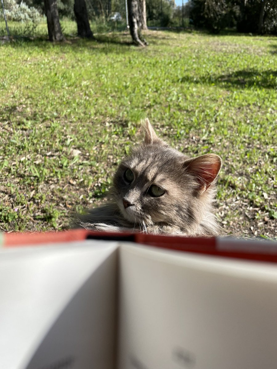 Book, cat, garden. Perfection. #catoftheday #Reading #writersread