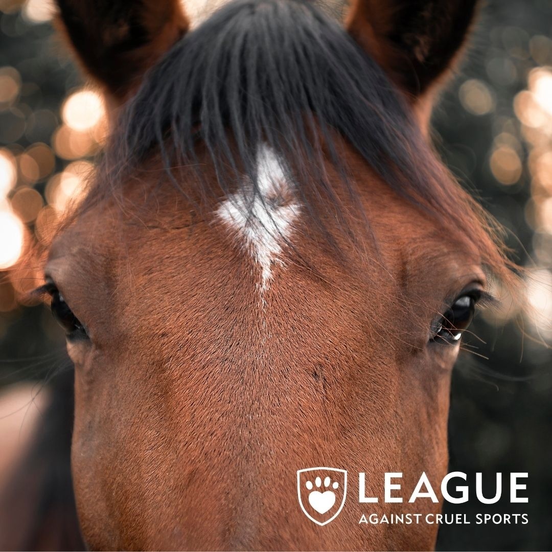 LeagueACS's tweet photo. "Just 15 of the 40 horses who started made it to the finishing line and two have now paid the ultimate price, sacrificed for people’s entertainment and the profits of the gambling industry."

https://t.co/acloByixG4 https://t.co/CkQ1hGK9Kx