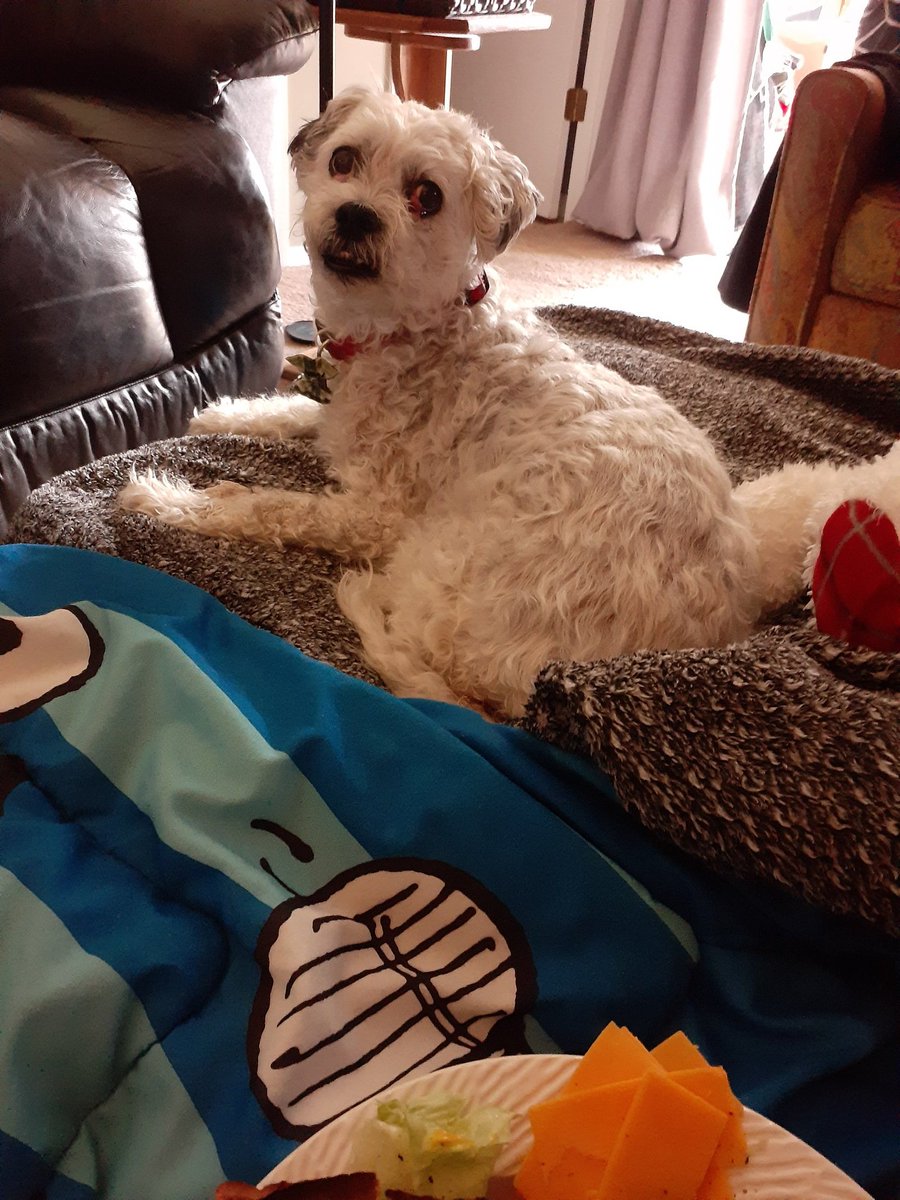 Patches🌈Rufus,Captain tweet media