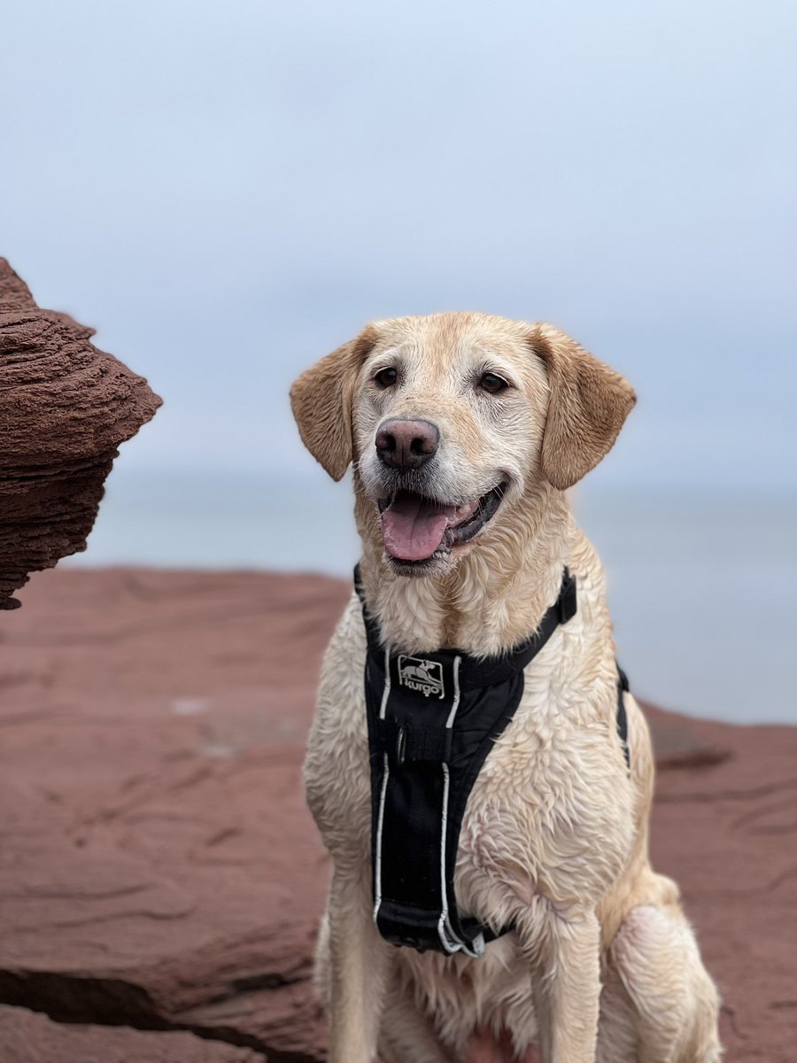 cgmanley's tweet photo. For our milestone 100th walk of 2022, we took to the beach. The lab was happy. 100/365 #StetWalk #WalkADay https://t.co/sBYDTnV8nl