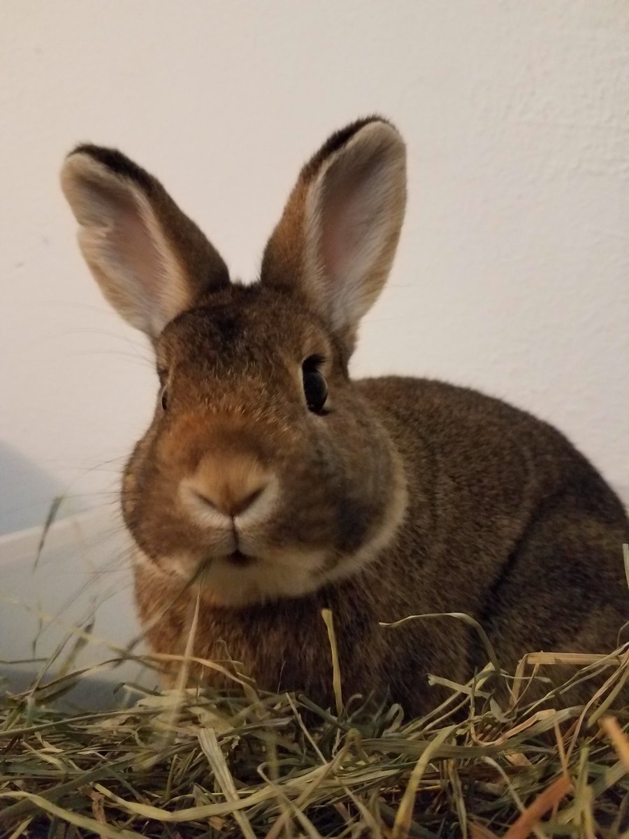 LilWinbun's tweet photo. It has been a long time! Life was just really busy. Fun fact winnie has been my pal for 6+ years!!!! Absolutely incredible!!! This new years wesley had a gi stasis but was taken to the emergency vet and i administered his meds for a week and he made a full recovery!! We are well. https://t.co/QeIVobcfje