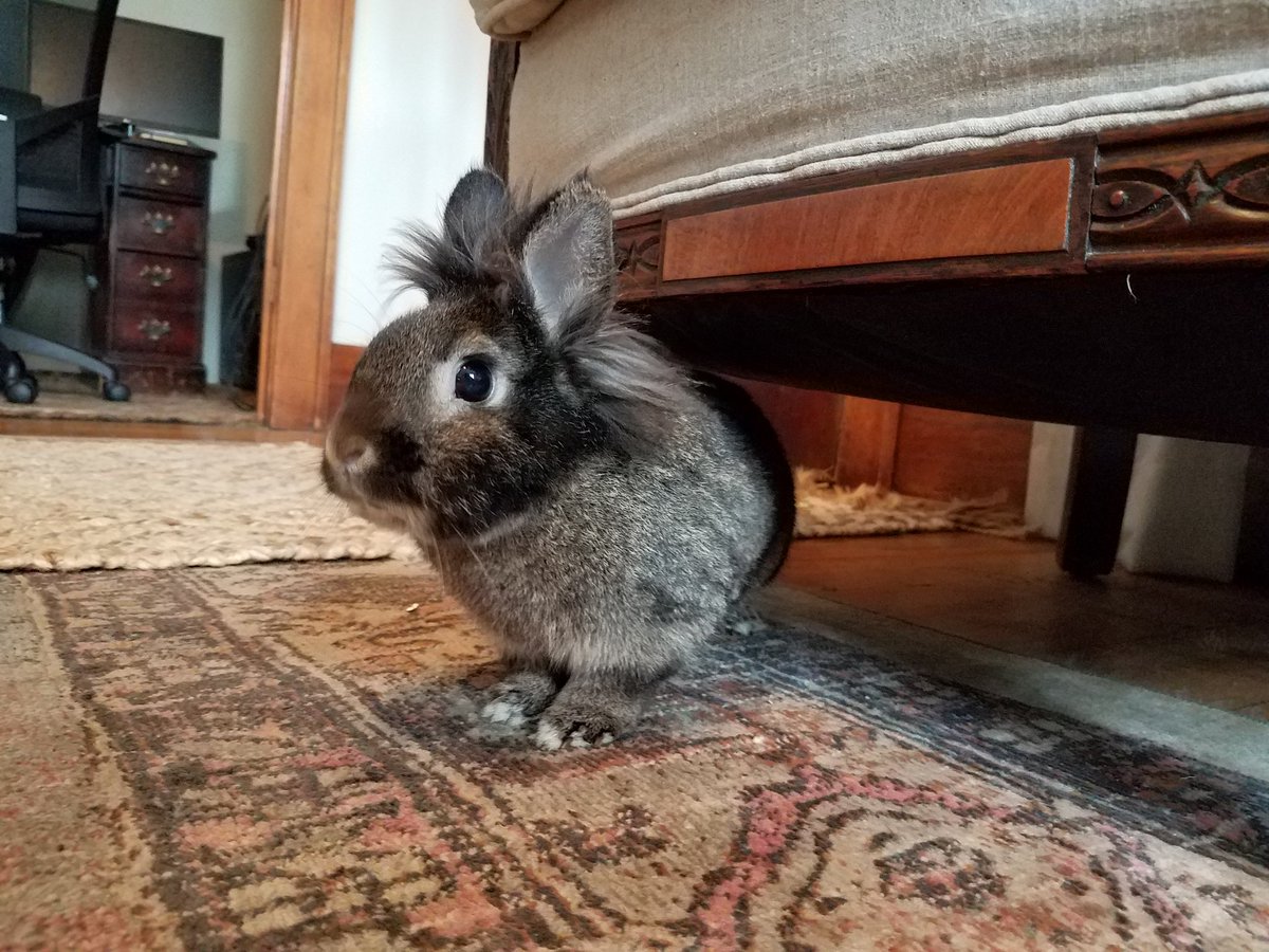 LilWinbun's tweet photo. It has been a long time! Life was just really busy. Fun fact winnie has been my pal for 6+ years!!!! Absolutely incredible!!! This new years wesley had a gi stasis but was taken to the emergency vet and i administered his meds for a week and he made a full recovery!! We are well. https://t.co/QeIVobcfje