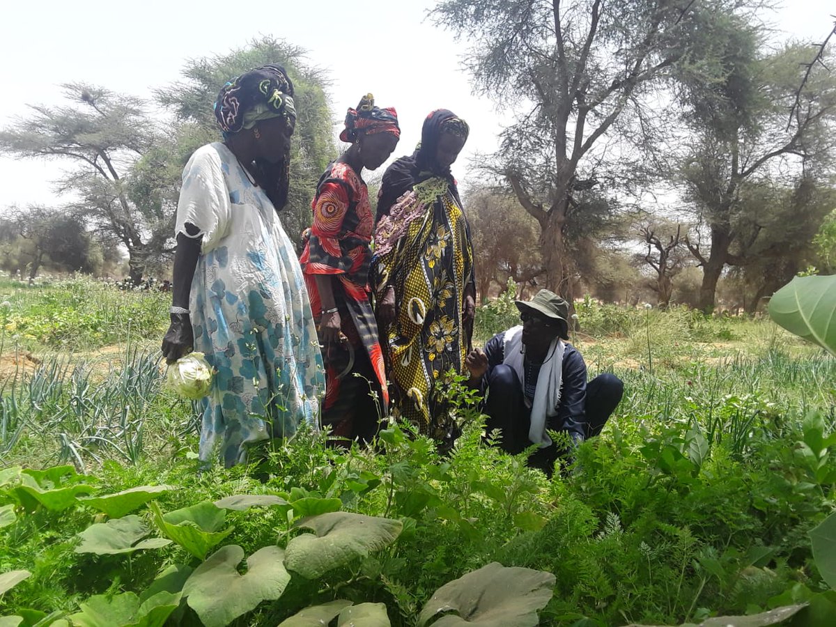 PronatEnda's tweet photo. #Appui et #conseil en #Agroécologie: Semer les #carottes moins dense pour permettre un bon développement des #tubercules.
#Beeymusell #Sunumbaay #transitionAgroécologie #agriculture
@wfd_ev @CARI_ONG @si_andalucia @_HEKS @DyTAES @ISRA_Senegal @FairSahel https://t.co/8Ocv3cONzr
