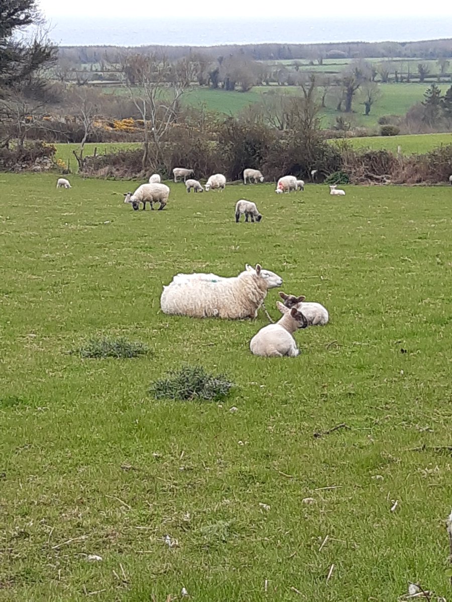 EmmaB110217's tweet photo. Day 100 #100days4PurpleHouse #100daysofwalking #round2crew in company of Bee🐝&amp;  🌞. Said hello to the  🐑 on the lane. Congrats to all the walkers 🎉 👏👏👏! https://t.co/b4Dmn1DfYF