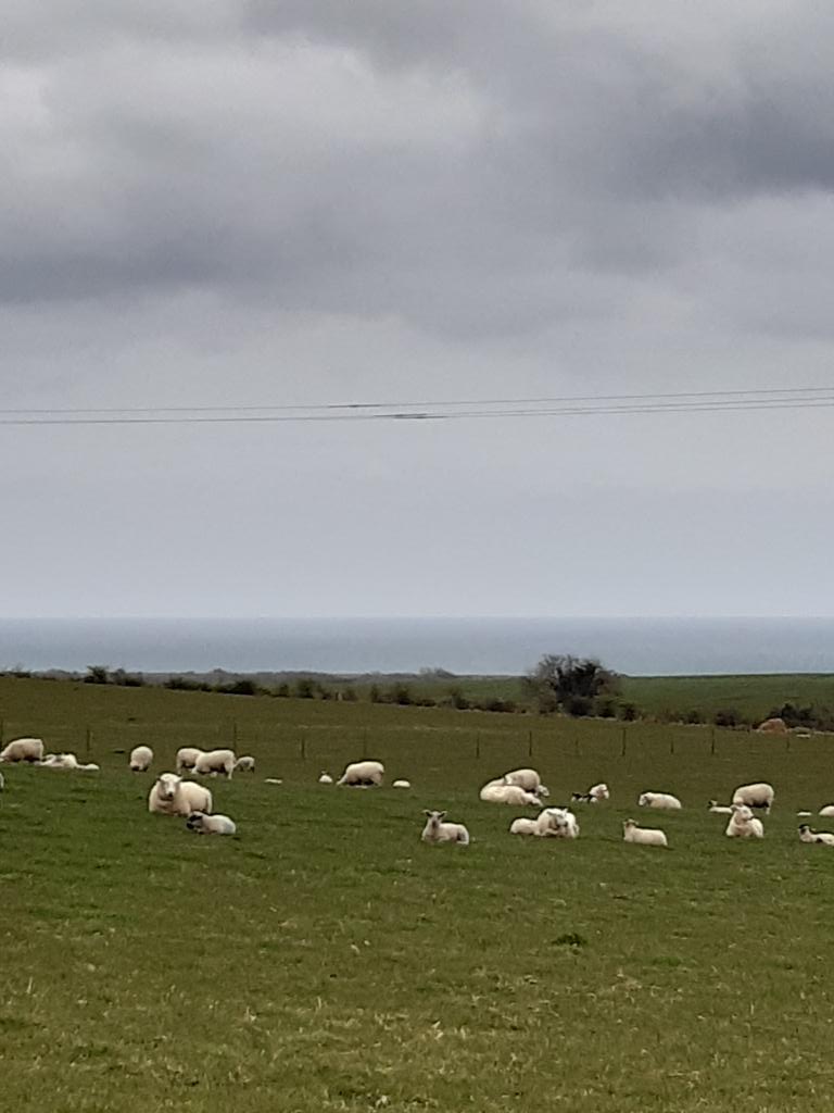 EmmaB110217's tweet photo. Day 100 #100days4PurpleHouse #100daysofwalking #round2crew in company of Bee🐝&amp;  🌞. Said hello to the  🐑 on the lane. Congrats to all the walkers 🎉 👏👏👏! https://t.co/b4Dmn1DfYF