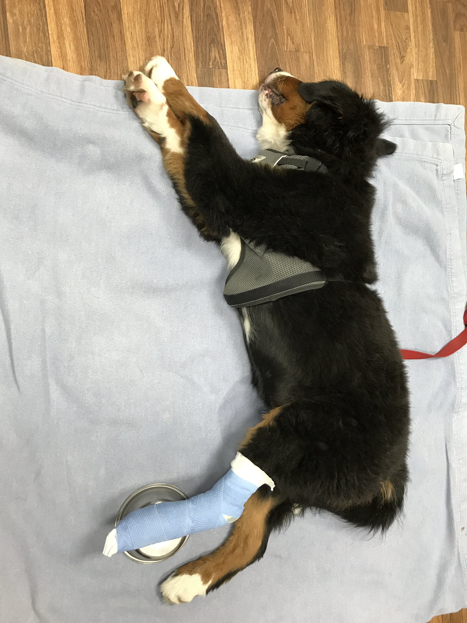 How Much Is A Vet Visit For A Sick Dog