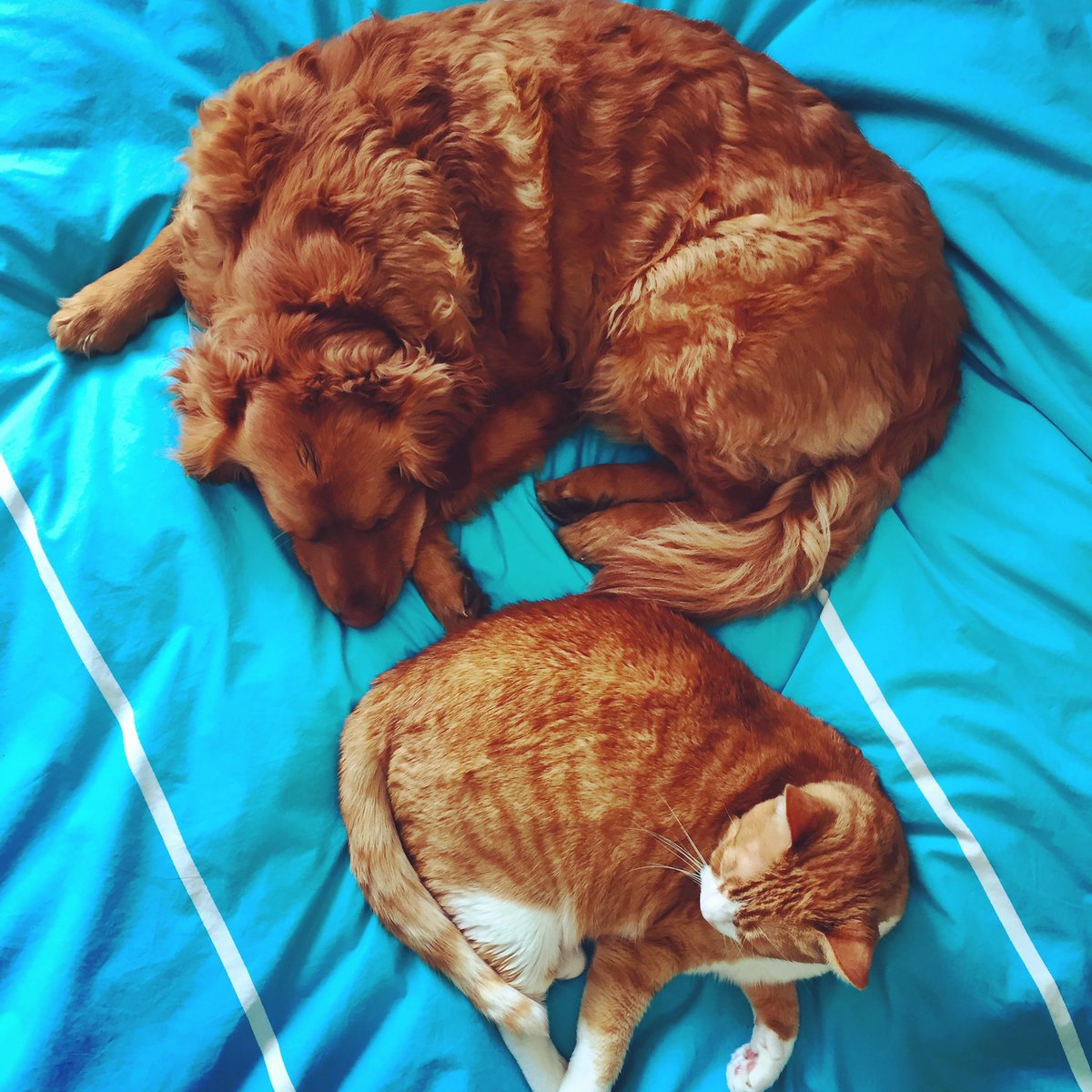 AprilRox's tweet photo. great idea. twitter, meet archie &amp; nola. a.k.a. the orange critters. https://t.co/nIPH739Gkf