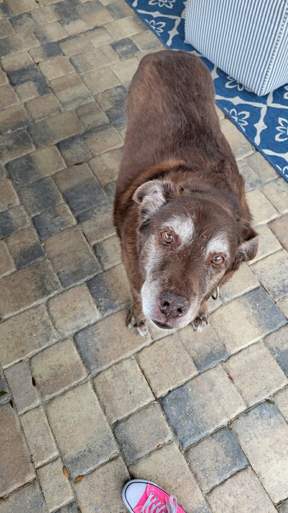 rdnburke's tweet photo. @DanRather This 15 y/o sweet boy brings me joy each day. #rescuedog https://t.co/7gMvPZSkvl