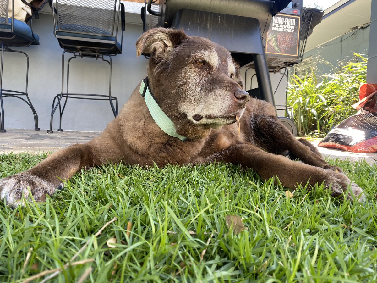rdnburke's tweet photo. @DanRather This 15 y/o sweet boy brings me joy each day. #rescuedog https://t.co/7gMvPZSkvl