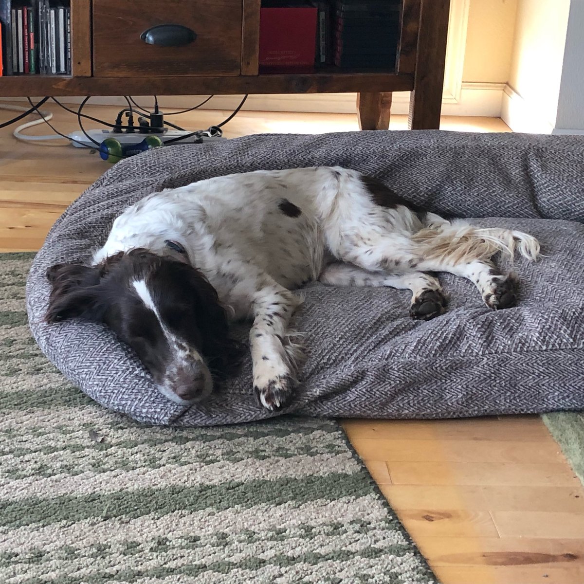 hiddlesfloof's tweet photo. @lorrainecink This is my fur niece, Tilly, sacked out after a day at camp and swimming in the lake.
Happy birthday, Lorraine! https://t.co/0jmO74vmq3