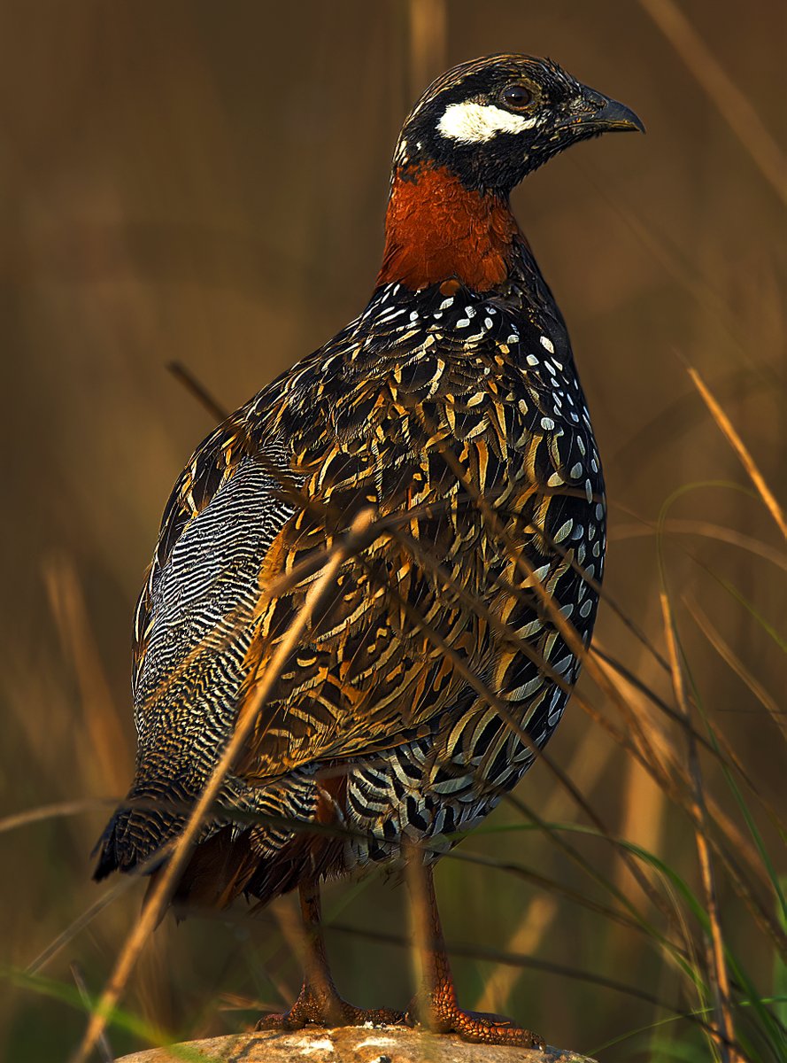 #birds  called Black Francolin. 

#birdsofIndia #PhotoOfTheDay #BBCWildlifePOTD #NGTIndia #IndiWild #EarthCapture #togetherpossible #connect2earth  #EarthHour #wildlife #ForeverWild #wild #nature #photographer #conservation #BirdsPhotography #BIRDSTORY #IndiAves @ParveenKaswan