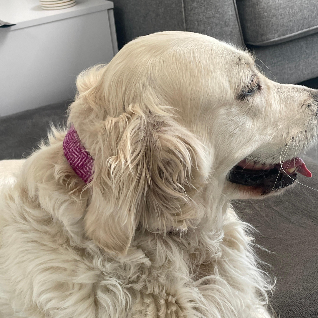 HattieandGeorge's tweet photo. Lovely Lilly wearing our Ellie's Pink Delight Dog Collar. She is so beautiful and knows it! #hattieandgeorgepets #standwithukraine #pinkdogcollar #hattieandgeorgepetsuk https://t.co/k4KSj9n6K9 https://t.co/9394DyT5wJ