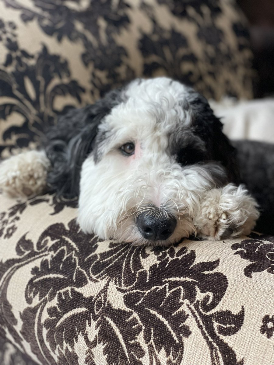 Quileyden's tweet photo. @DanRather My dog Mifflin🥰🐾 https://t.co/nBeolT42ID