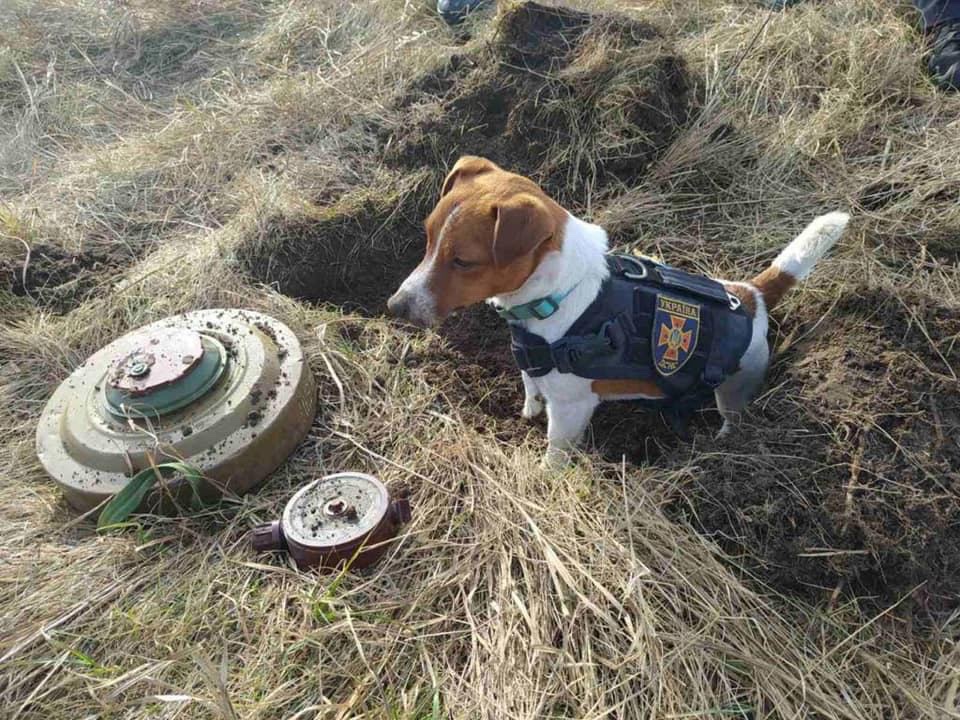 Gerashchenko_en's tweet photo. Meet Cartridge. He works with the rescue services in #Chernihiv region and loves cheese. Since war began he has already found more than 150 explosives. All Ukrainians, four or two legged are working together towards Victory.

#StandUpForUkraine https://t.co/Nu5tlEZpgV