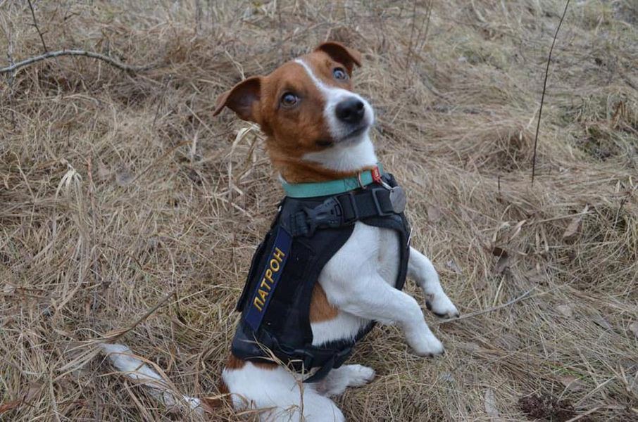 Gerashchenko_en's tweet photo. Meet Cartridge. He works with the rescue services in #Chernihiv region and loves cheese. Since war began he has already found more than 150 explosives. All Ukrainians, four or two legged are working together towards Victory.

#StandUpForUkraine https://t.co/Nu5tlEZpgV