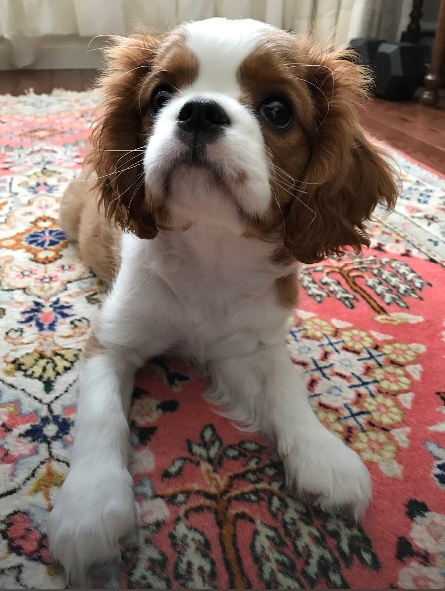 Pauljackmannl's tweet photo. @DanRather Rosie always brings joy. She is 5 and a half now. https://t.co/lRXyzcueTG