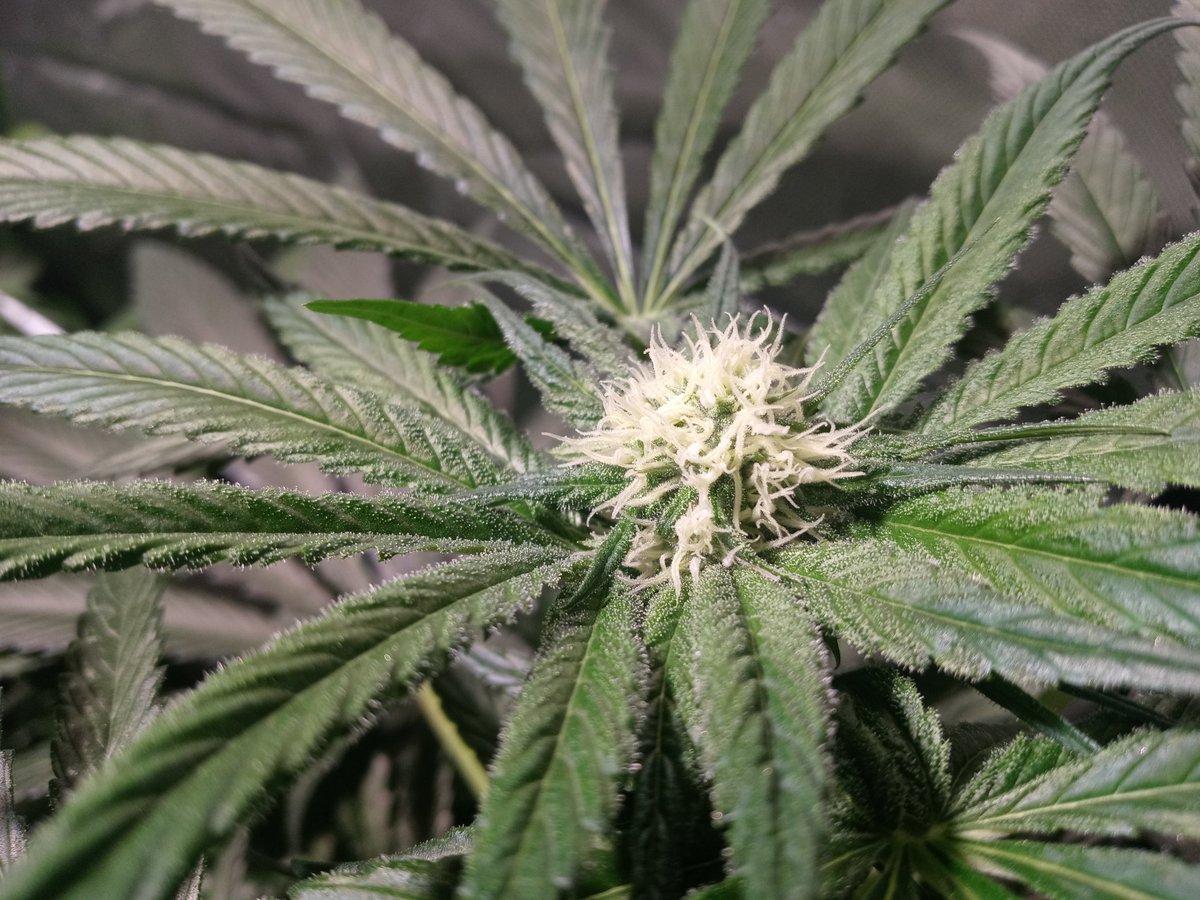 VigGrows's tweet photo. Week 4 of flower. #Viggrows #Cyco. Squirmy pics later this week. https://t.co/ILDjhuQSKR