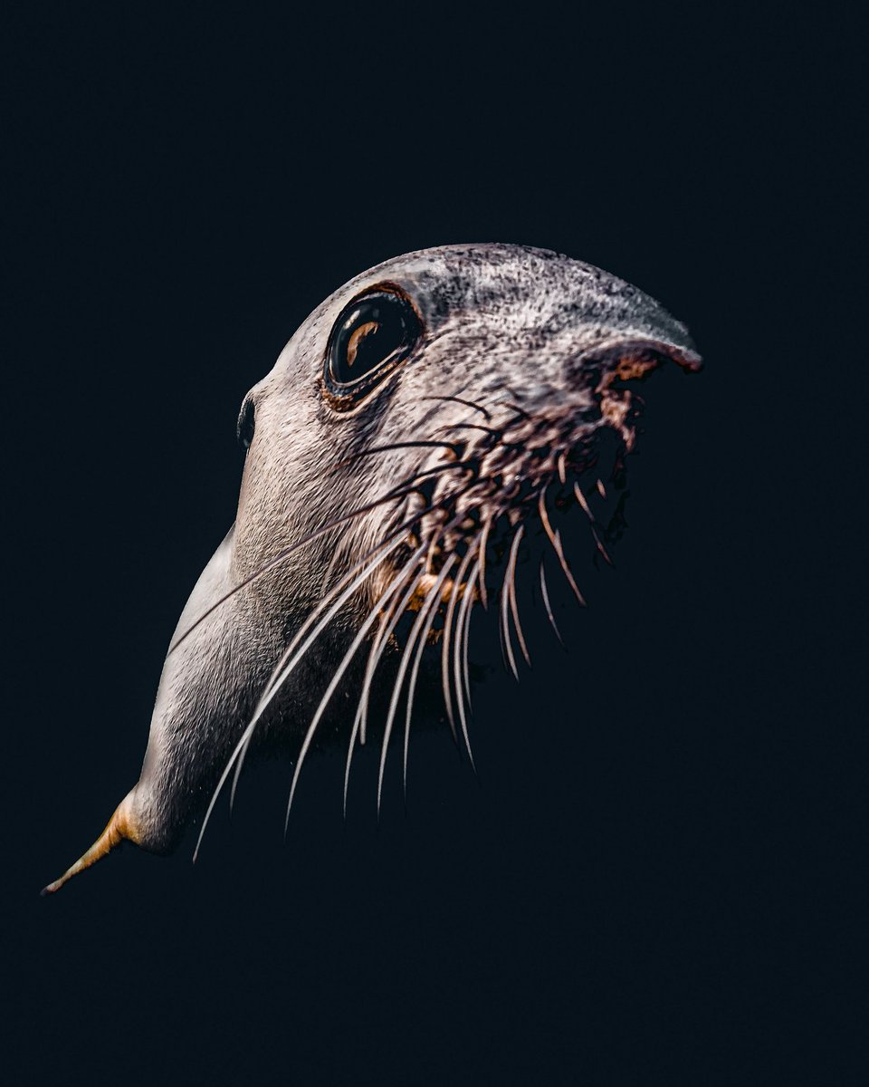 Western Australian Sea Lion. Captured this image 5m underwater freediving. It was playing with me and would just swim down waiting for me to follow it to the bottom. One of my favorite interactions with an animal to date. 
#NFTartist