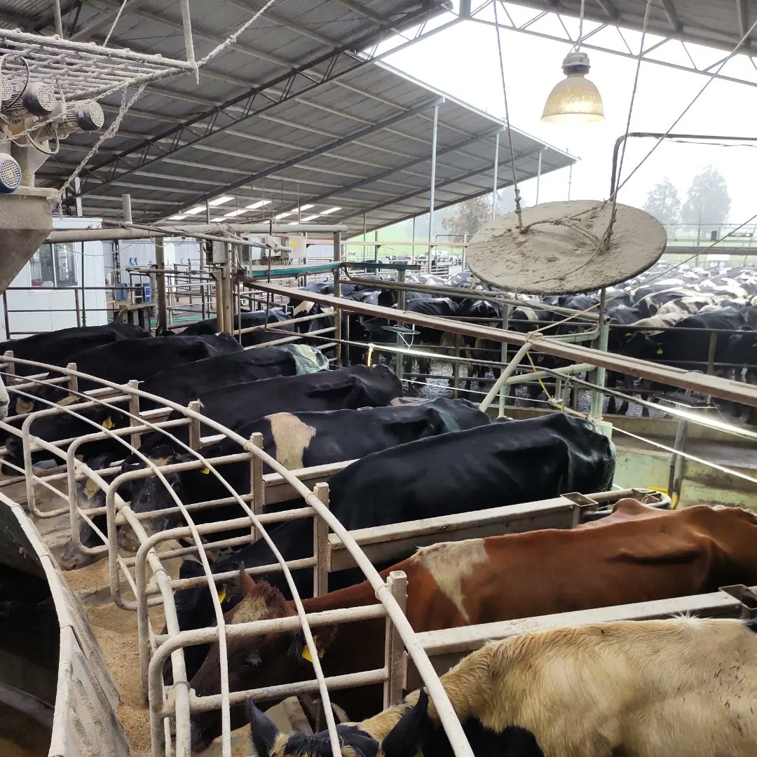 Milktest8's tweet photo. Control lechero en rotativa 🐄👩‍⚕️👨‍⚕️🔬 https://t.co/1VhYcFRUKr