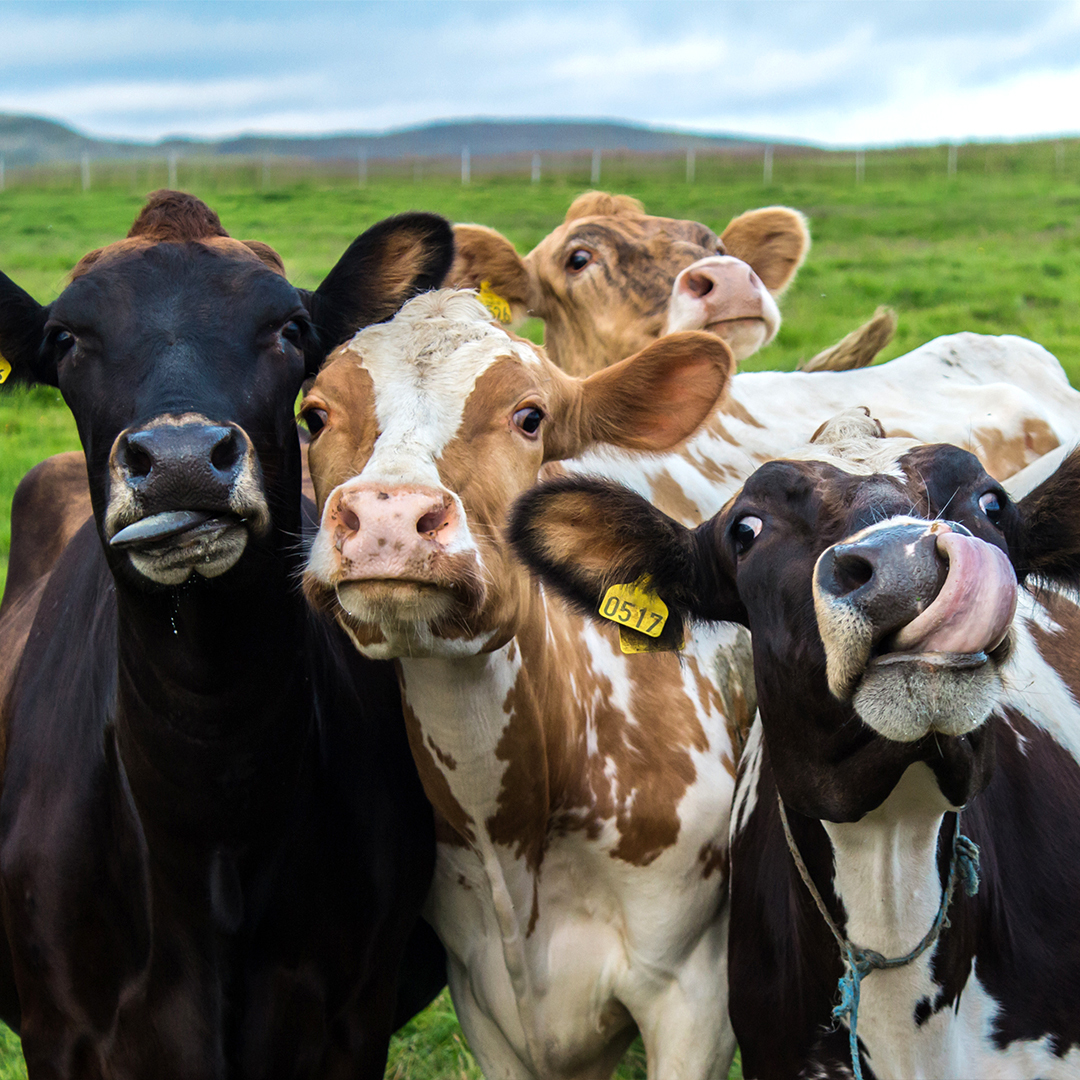 At Mystik, we are proud to work with farmers who understand the importance of not just maintaining their machinery, but also in keeping their animals healthy. Happy Farm Animals Day 🐄 🐓 🐑