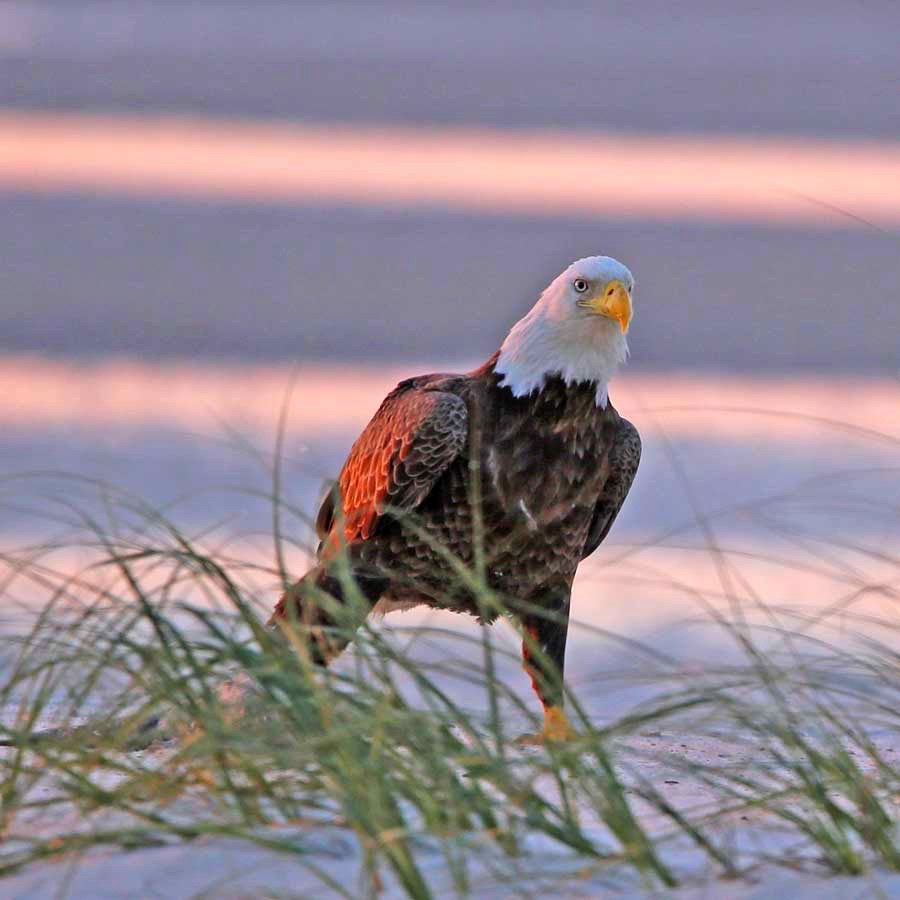 ShooflyMagazine's tweet photo. Treat yourself!  

Revel in the natural wonders of our coast in this photo gallery by Shoofly Magazine photographer Gregg Martel!  

https://t.co/a9rk9266Pk https://t.co/OIcMUdPTj1