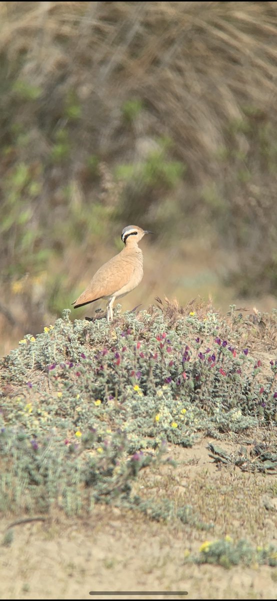 WIEZERIK's tweet photo. Cyprus warbler, demoiselle crane, cream-coloured courser and many other birds with Pete, Nat and @AndersG2211 today #cypruswarbler https://t.co/JJOk8mnyOU
